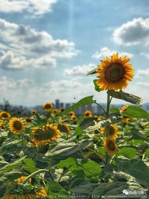 向阳花开 2024,2024年春日美好时光的温馨描绘